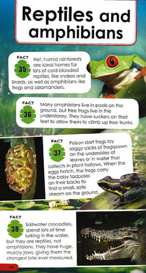 Facts About Rainforests For Kids